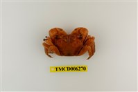 藏品(斑點擬相手蟹)的圖片